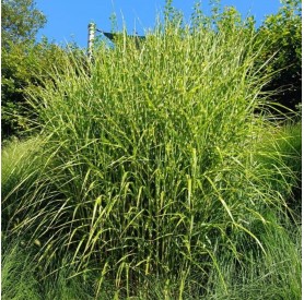 Miscanthus sinensis 'Zebrinus' - Molnárpántlika