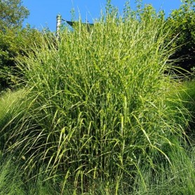 Miscanthus sinensis 'Zebrinus' - Molnárpántlika