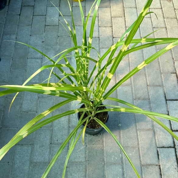 Miscanthus sinensis 'Zebrinus' - Molnárpántlika