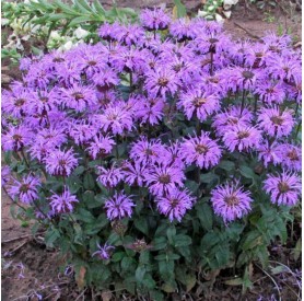 Monarda 'Sugar Buzz Blue Moon' - Méhbalzsam