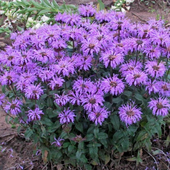 Monarda 'Sugar Buzz Blue Moon' - Méhbalzsam
