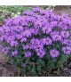 Monarda 'Sugar Buzz Blue Moon' - Méhbalzsam