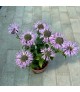 Monarda 'Sugar Buzz Blue Moon' - Méhbalzsam