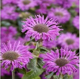 Monarda Elegant 'Magenta' - Méhbalzsam
