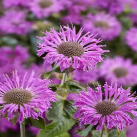 Monarda Elegant 'Magenta' - Méhbalzsam