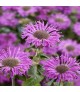 Monarda Elegant 'Magenta' - Méhbalzsam