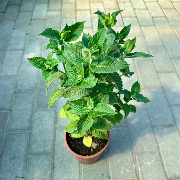 Monarda Elegant 'Magenta' - Méhbalzsam