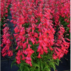 Penstemon 'Quartz Rose' - Bugatölcsér