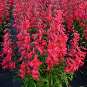Penstemon 'Quartz Rose' - Bugatölcsér