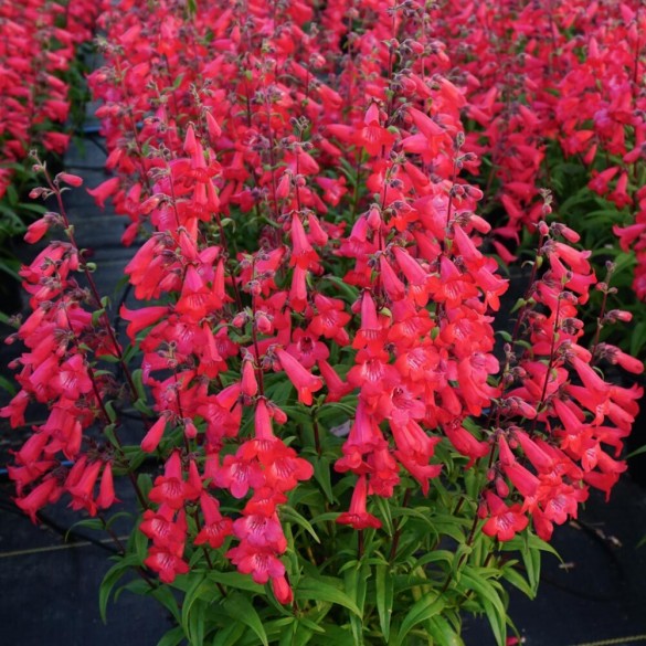 Penstemon 'Quartz Rose' - Bugatölcsér