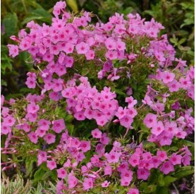 Phlox paniculata 'Flame Pink' - Bugás lángvirág