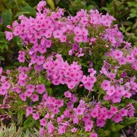 Phlox paniculata 'Flame Pink' - Bugás lángvirág