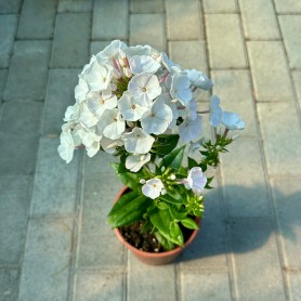 Phlox paniculata 'Magical Pink' - Bugás lángvirág