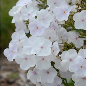 Phlox 'Fashionably Crystal' - Bugás lángvirág