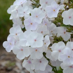 Phlox 'Fashionably Crystal' - Bugás lángvirág