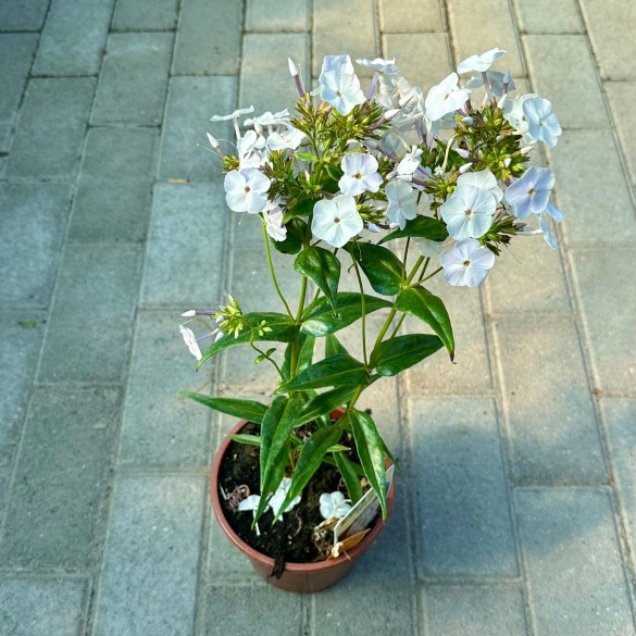 Phlox 'Fashionably Crystal' - Bugás lángvirág