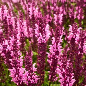 Salvia nemorosa 'Rose Marvel' - Ligeti Zsálya