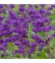 Salvia verticillata 'Purple Rain' - Lózsálya