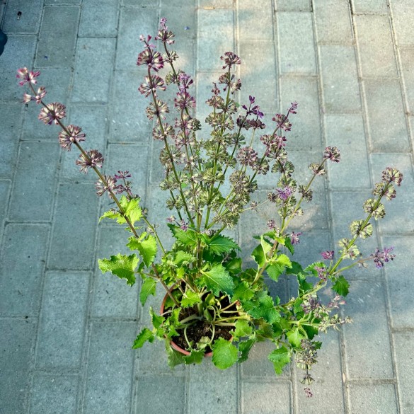 Salvia verticillata 'Purple Rain' - Lózsálya