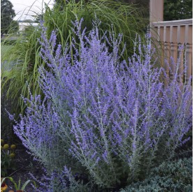 Salvia yangii 'Crazy Blue' - Sudárzsálya