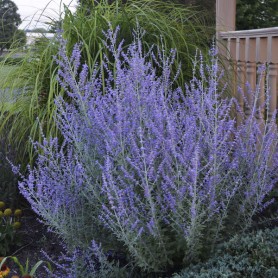 Salvia yangii 'Crazy Blue' - Sudárzsálya