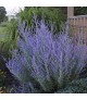 Salvia yangii 'Crazy Blue' - Sudárzsálya
