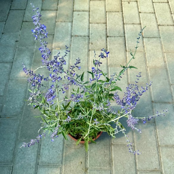 Salvia yangii 'Crazy Blue' - Sudárzsálya