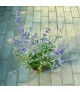 Salvia yangii 'Crazy Blue' - Sudárzsálya