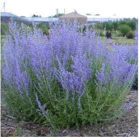 Salvia yangii 'Jelena' - Sudárzsálya