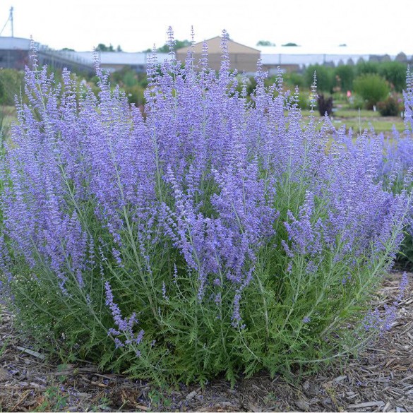 Salvia yangii 'Jelena' - Sudárzsálya