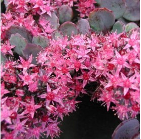 Sedum 'Bertram Anderson' - Varjúháj