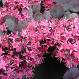 Sedum 'Bertram Anderson' - Varjúháj