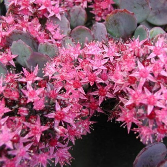Sedum 'Bertram Anderson' - Varjúháj