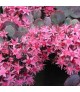 Sedum 'Bertram Anderson' - Varjúháj