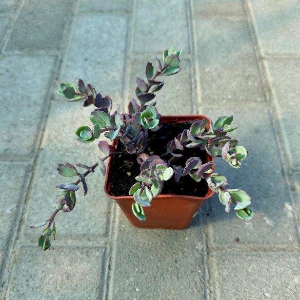 Sedum 'Bertram Anderson' - Varjúháj
