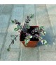 Sedum 'Bertram Anderson' - Varjúháj