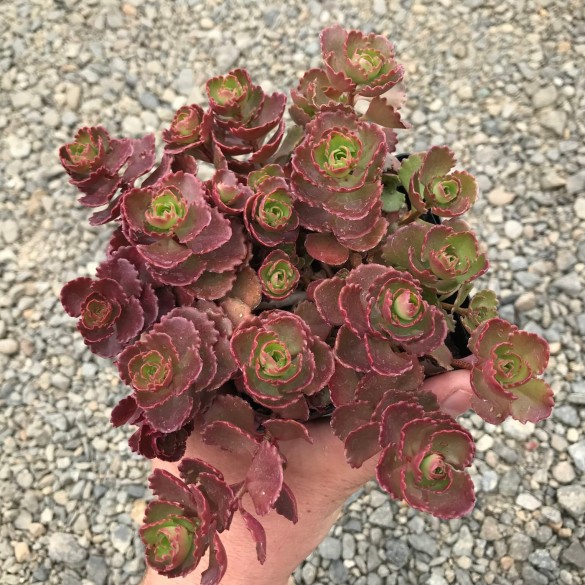 Sedum spurium 'Ruby Mantle' - Varjúháj