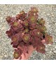 Sedum spurium 'Ruby Mantle' - Varjúháj