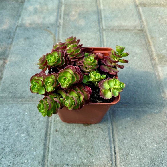 Sedum spurium 'Ruby Mantle' - Varjúháj