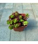 Sedum spurium 'Ruby Mantle' - Varjúháj