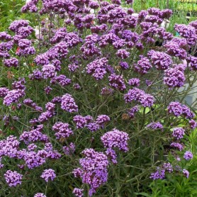 Verbena bonariensis 'Lollipop' - Ernyős verbéna