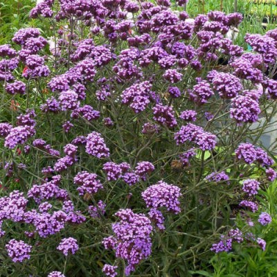 Verbena 'Lollipop' - Ernyős verbéna