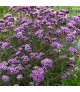 Verbena bonariensis 'Lollipop' - Ernyős verbéna