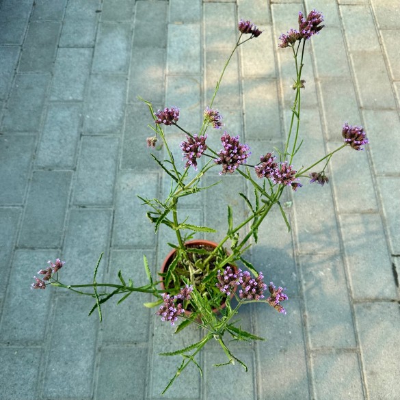 Verbena bonariensis 'Lollipop' - Ernyős verbéna