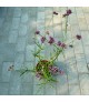Verbena bonariensis 'Lollipop' - Ernyős verbéna