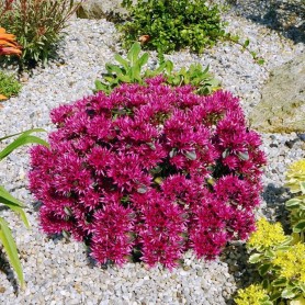 Sedum 'Spot On Deep Pink' - Varjúháj