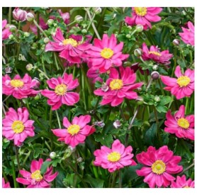 Anemone 'Fantasy Aurora' - Szellőrózsa