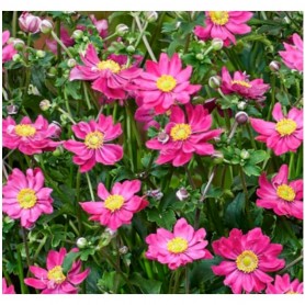 Anemone 'Fantasy Aurora' - Szellőrózsa