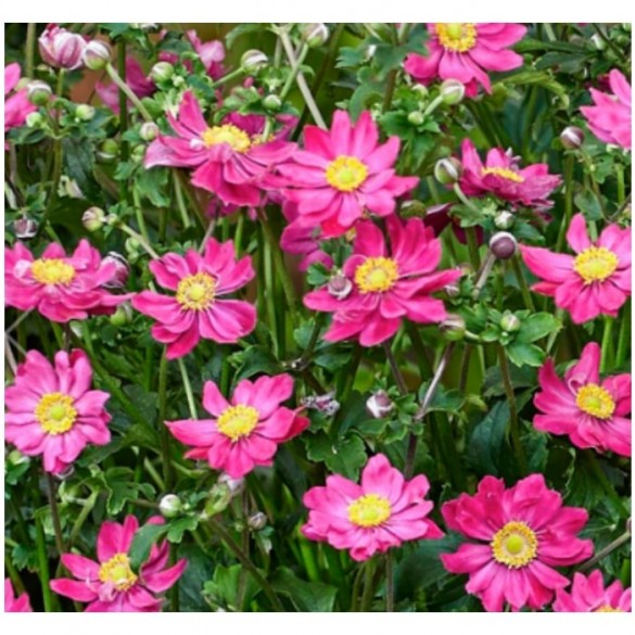 Anemone 'Fantasy Aurora' - Szellőrózsa