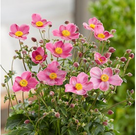 Anemone 'Fantasy Jasmine' - Szellőrózsa